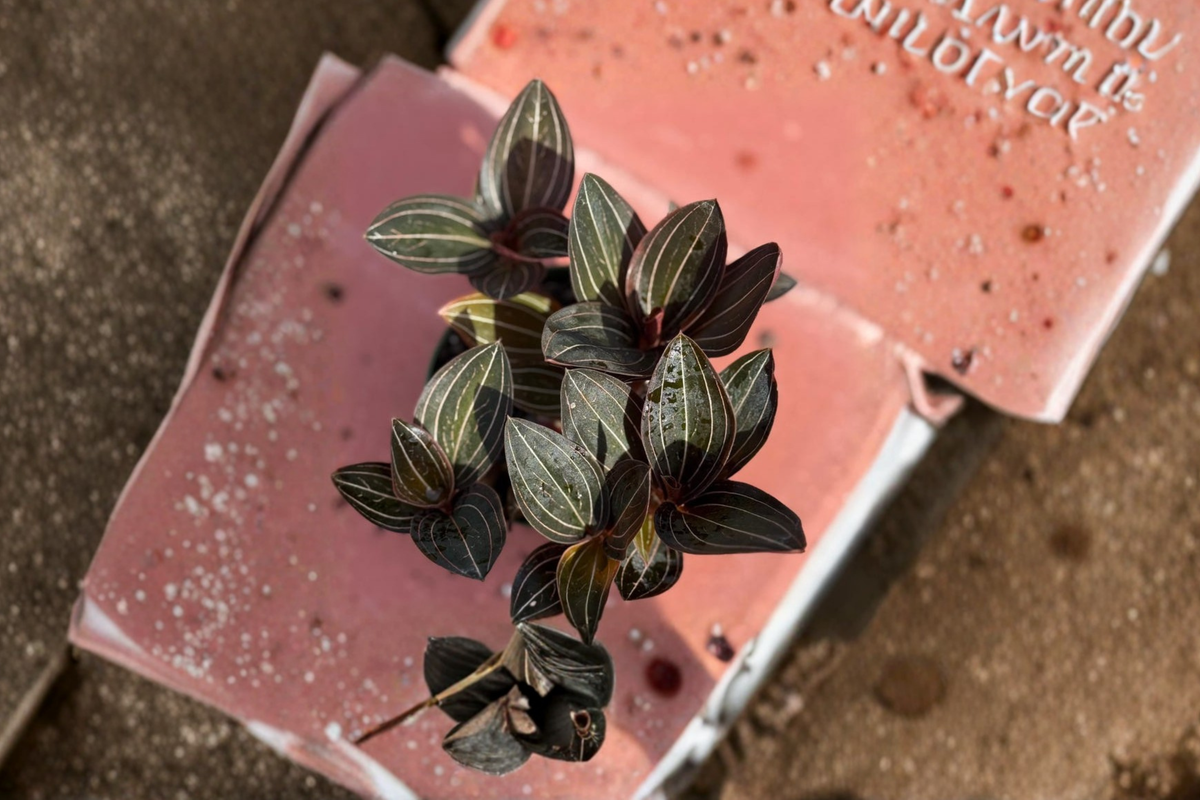 Jewel Orchid Jewel Orchid Red Ludisia discolor 4" Rooted Plant