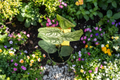 Monstera Dubia Live Plant, 4-Inch Pot | Shingle Plant, Variegation Optional