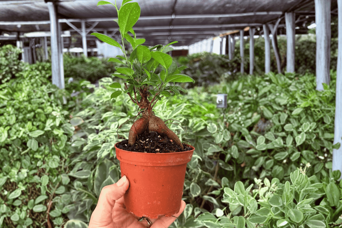 Ficus Ginseng 2 Live Plants in 4-Inch Pots | Ficus microcarpa