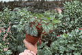 Harmony’s Reign of Fire Begonia – 2 Exact Live Plants in 4-Inch Pots