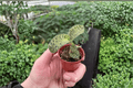Macodes petola Jewel Orchid Starter Plants – 2-Pack, 2-Inch Pots