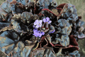 Black Scallop Carpet Bugle Ajuga reptans ‘Black Scallop’ - 4-Inch Pot