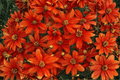 Crazy Cayenne Tickseed (Coreopsis verticillata 'Crazy Cayenne') - 4-Inch Live Plant