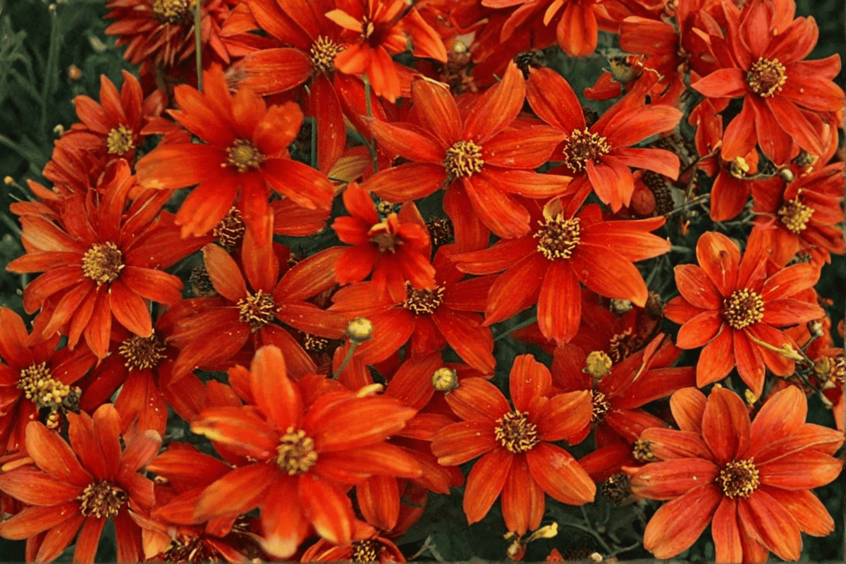 Crazy Cayenne Tickseed (Coreopsis verticillata 'Crazy Cayenne') - 4-Inch Live Plant