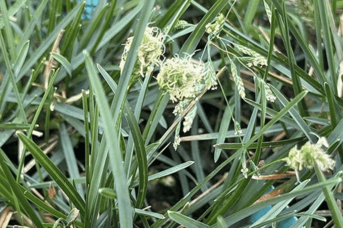 Blue Moor Grass Sesleria caerulea - 4-Inch Live Plant