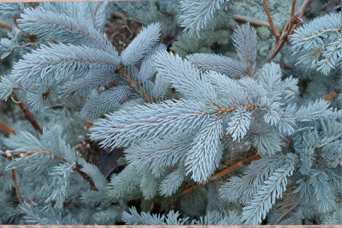 Hoopsii Colorado Blue Spruce Live Plant - Picea pungens 'Hoopsii' 10-Inch, 1-Gallon Pot