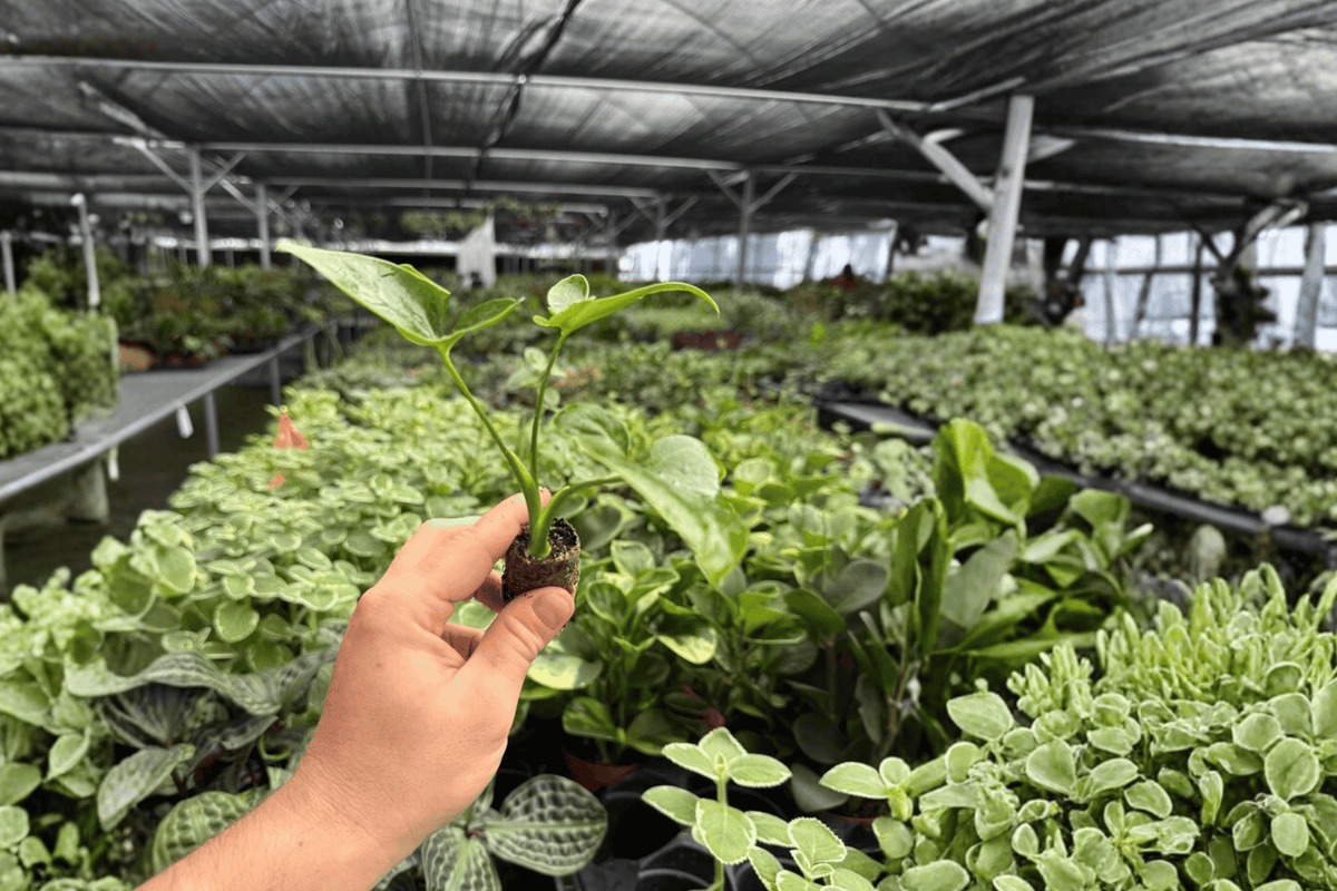 Philodendron Goeldii (Thaumatophyllum spruceanum) - 2 Starter Plants in Plugs