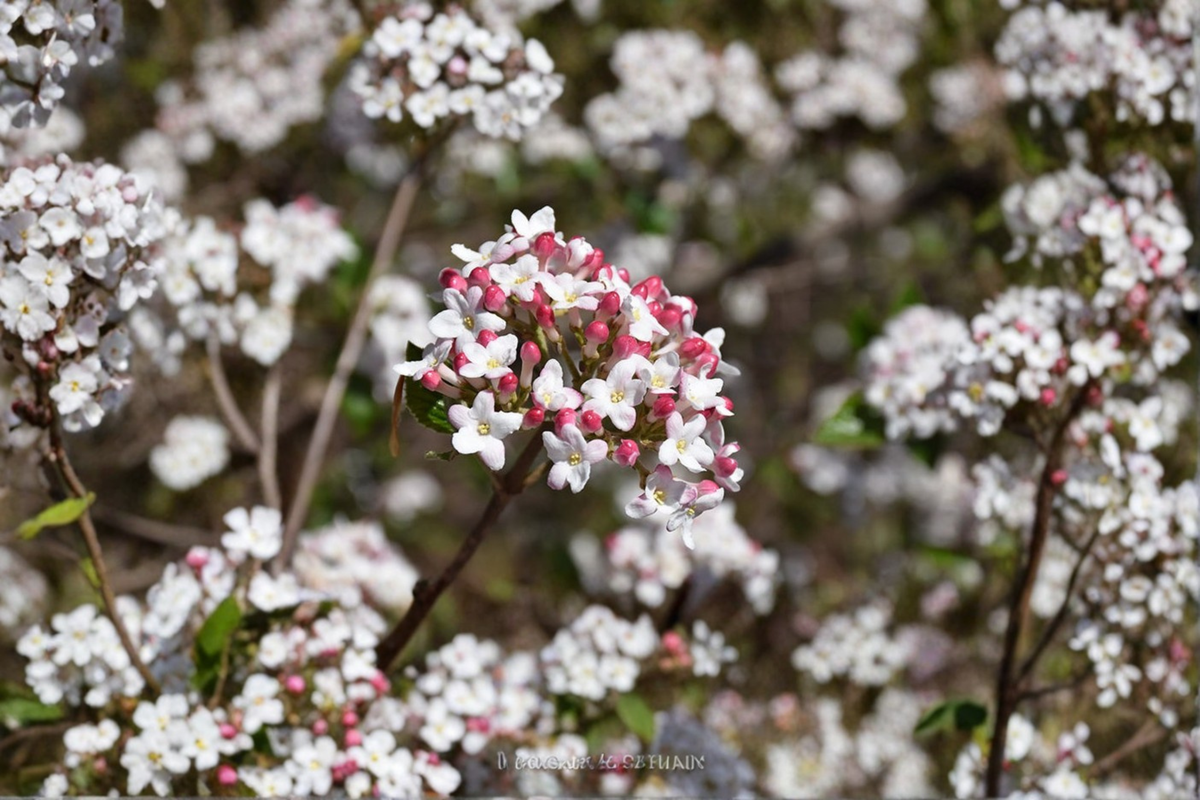Burkwood Viburnum Mohawk Live Plant 2 Gallon Pot - Viburnum × burkwoodii