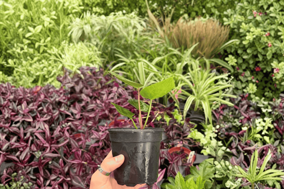 Anthurium Dressleri × Papillilaminum Red Sinus - 2 Exact 4" Hybrid Plants