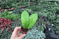 Hoya callistophylla - 2 Live Starter Plants, Bare Root (2-inch) – Tropical Vine