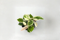 Hoya Krimson Queen - Variegated Hoya Carnosa Live Starter Plant, 2-Inch Pot
