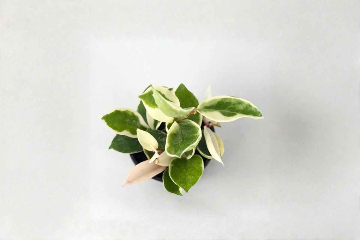 Hoya Krimson Queen - Variegated Hoya Carnosa Live Starter Plant, 2-Inch Pot