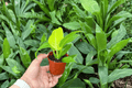 Philodendron Moonlight - 2 Live Starter Plants (Bare Root, 2-Inch Starter Size)