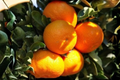 Nippon Orangequat Live Tree – 1 Gallon Citrus Hybrid