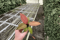 Philodendron McColley’s Finale Starter Plants (2) – Shipped in Soil Pods