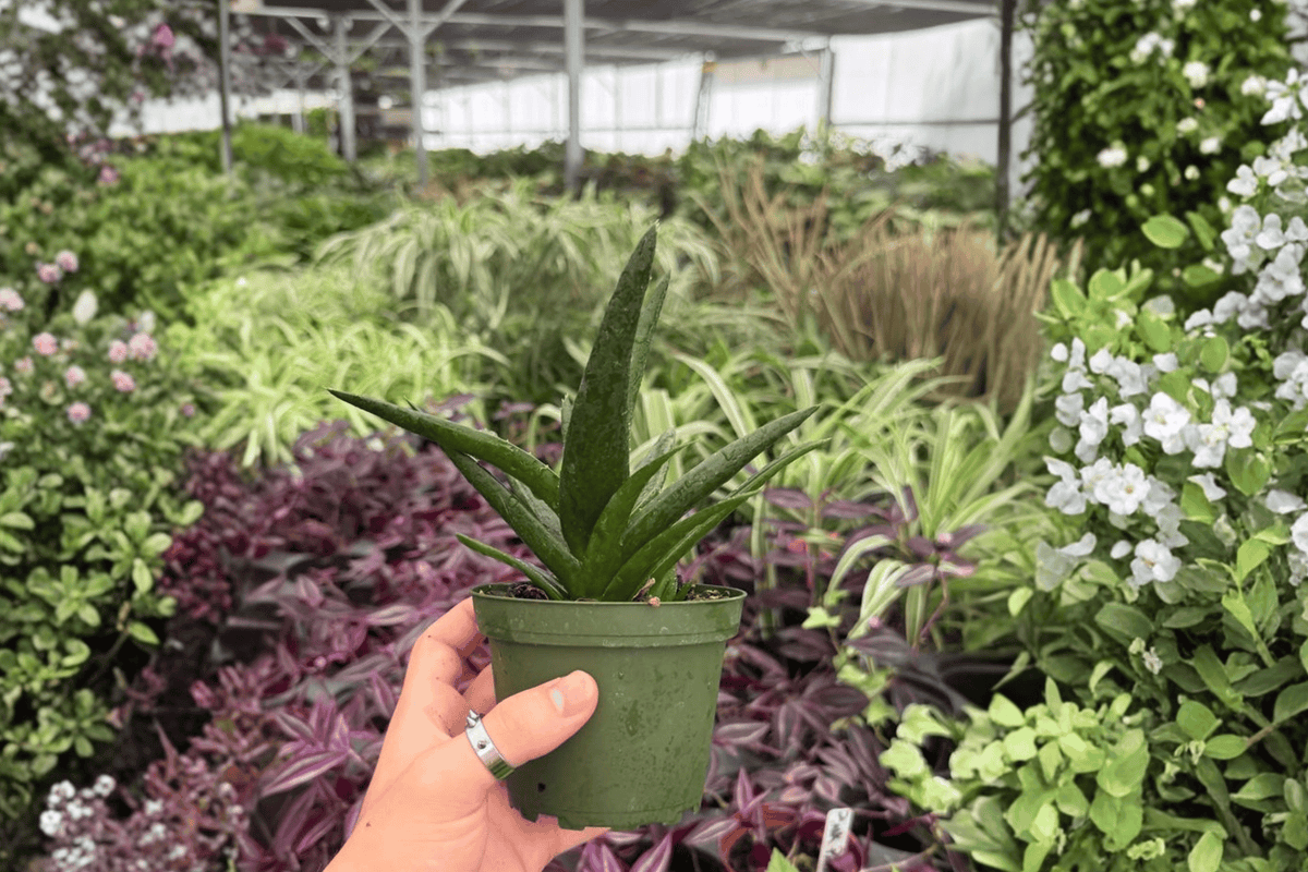 Aloe Black Gem - 2 Live 4-Inch Potted Plants (Exact Plants) | Aloe 'Black Gem'