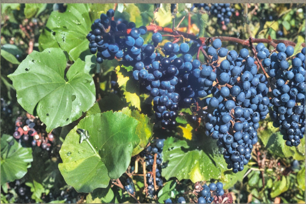Mars Seedless Grape Vine 1 Gal – Vitis labrusca ‘Mars’ Seedless Blue Grapes