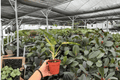Philodendron Ring of Fire (2 Live Plants) - 4-Inch Pots
