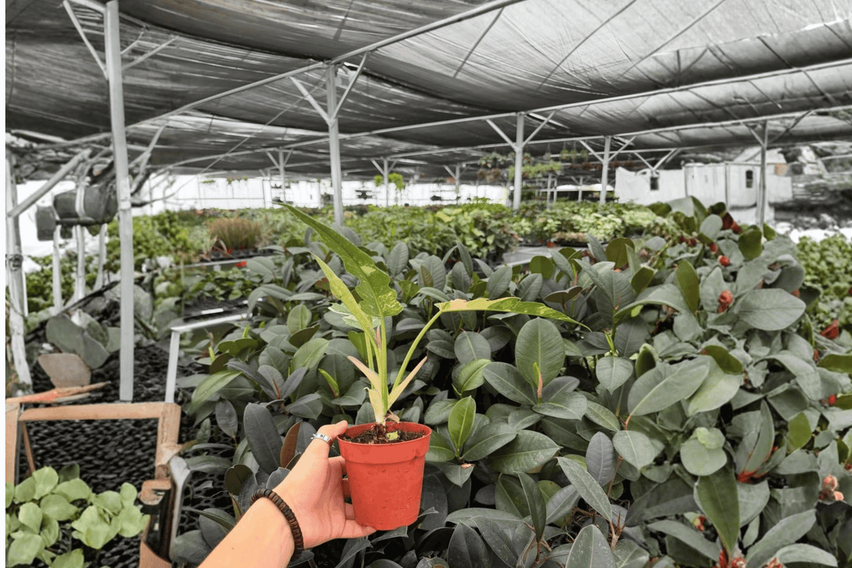 Philodendron Ring of Fire (2 Live Plants) - 4-Inch Pots