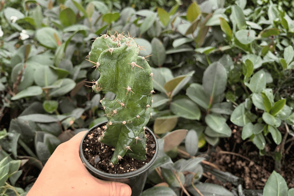 Spiral Cactus Cereus forbesii ‘Spiralis’ – 2 Live Plants in 4-Inch Pots (Exact Plants)