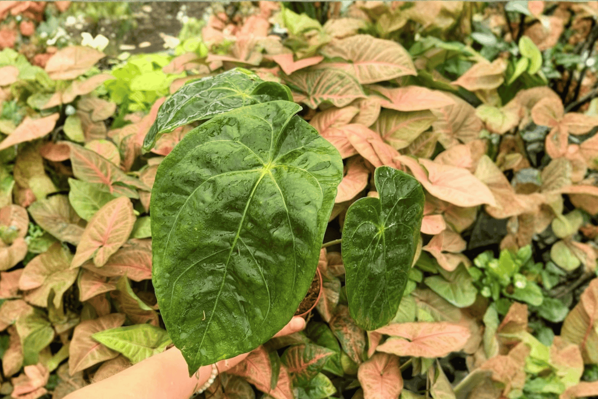 Anthurium Papi x Hulk - 2 Live Plants in 4-Inch Pots (Exact Plants pictured)