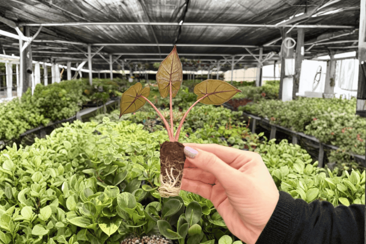 Alocasia Plumbae Metallica 2 Starter Plugs – Live Plants
