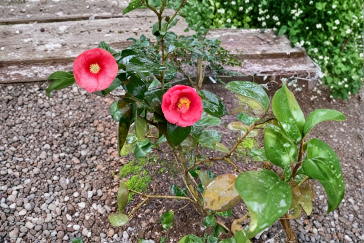 Cold Hardy Japanese Camellia Ashton’s High Rise 3 Gallon | Evergreen Blooming Shrub