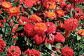 Charisma Floribunda Rose Bush - 2 Gal Live Plant, Multicolor Red Orange Yellow