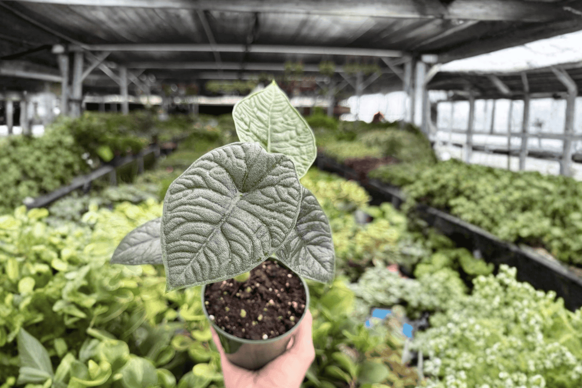 Alocasia Melo 2 Live Plants in 4-Inch Pots | Exact Plants Pictured