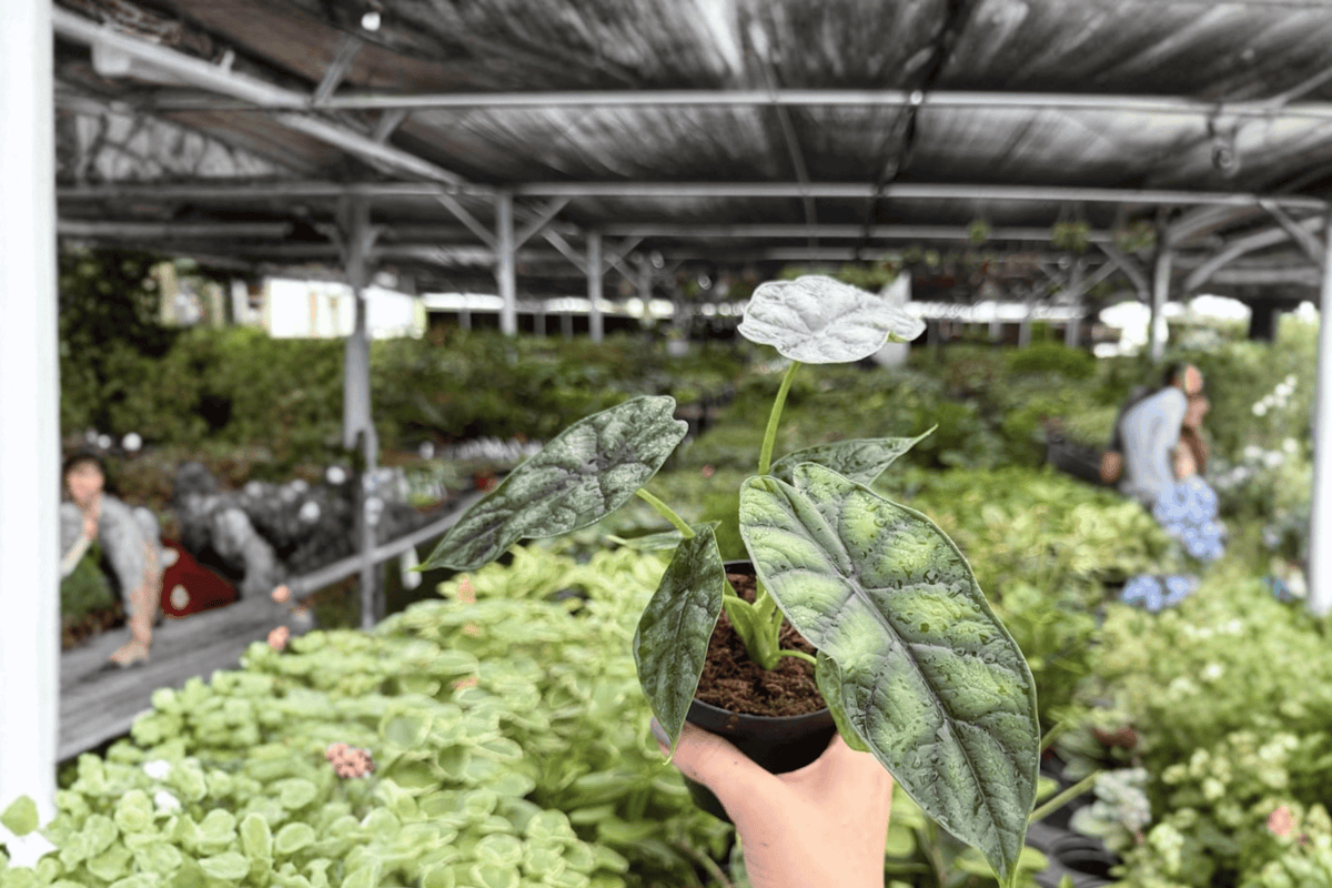 Alocasia Dragon Scale (Dragon Scale) 2 Live Plants in 4-Inch Pots – Alocasia baginda