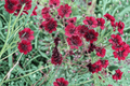 Chocamocha Chocolate Cosmos 1 Live Plant in 4-Inch Pot | Cosmos atrosanguineus