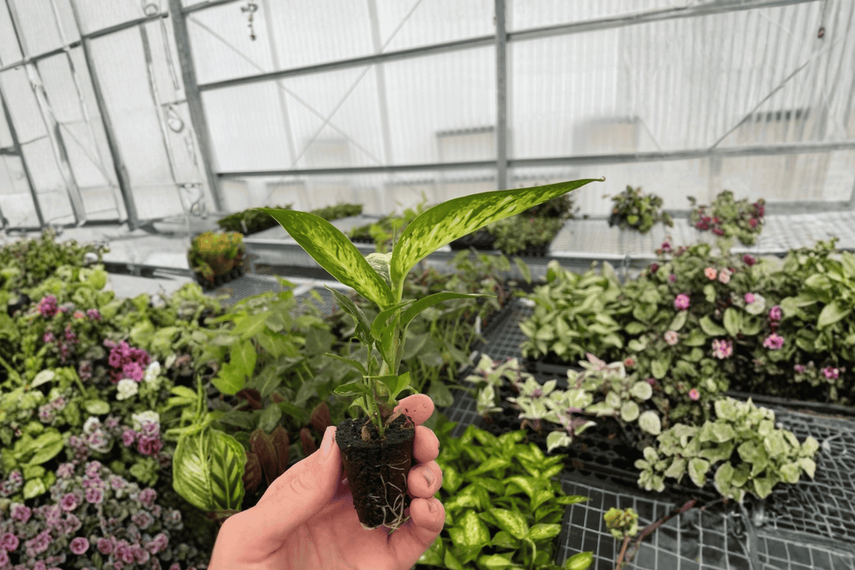 Dieffenbachia 'Starbright' Starter Plants (2) – Tropical Foliage, Upright, Variegated