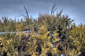 Golden Arborvitae Douglasii Aurea Quart Pot - Thuja occidentalis Evergreen Hedge Shrub