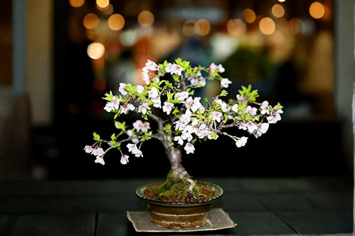 Bonsai Cherry Blossom Tree Seeds Sakura - 10 Seeds, Pink Flowers, Indoor or Outdoor Growing