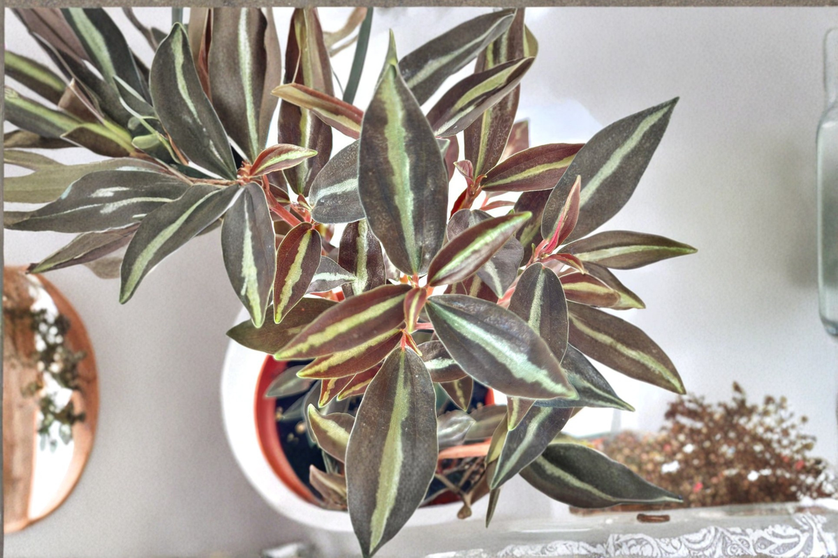 Peperomia Metallica 4-Inch Rooted Live Plant - Pet Safe Tropical Houseplant