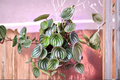 Watermelon Peperomia Live Plant | Peperomia argyreia – 3" Starter or 6" Hanging Basket