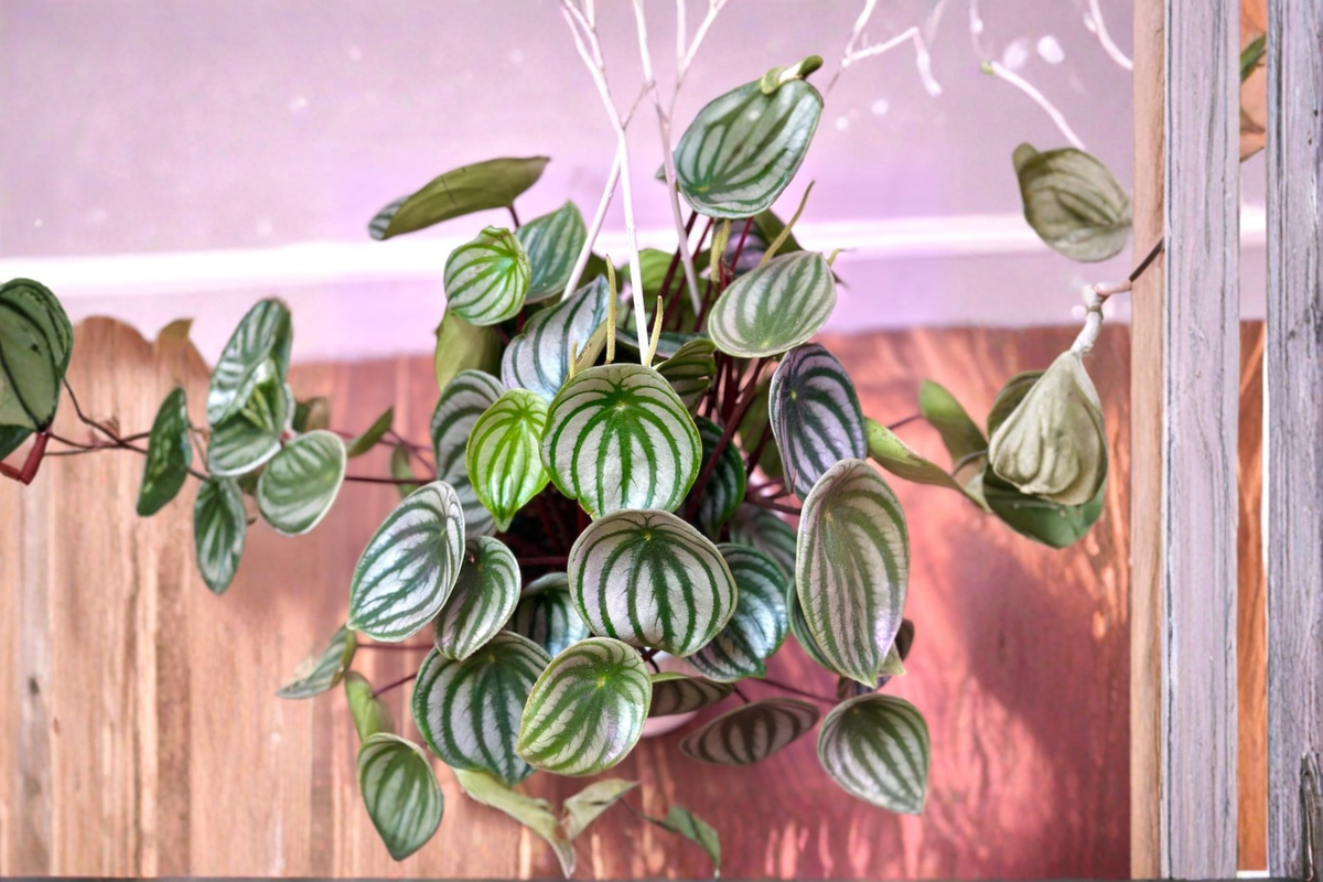 Watermelon Peperomia Live Plant | Peperomia argyreia – 3" Starter or 6" Hanging Basket