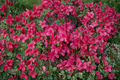Mother’s Day Azalea (Rhododendron) – 1 Gallon Live Plant, Pink to Red Blooms