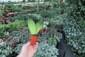 Hoya callistophylla Starter Live Plants — 2-Inch Size (2-Pack)