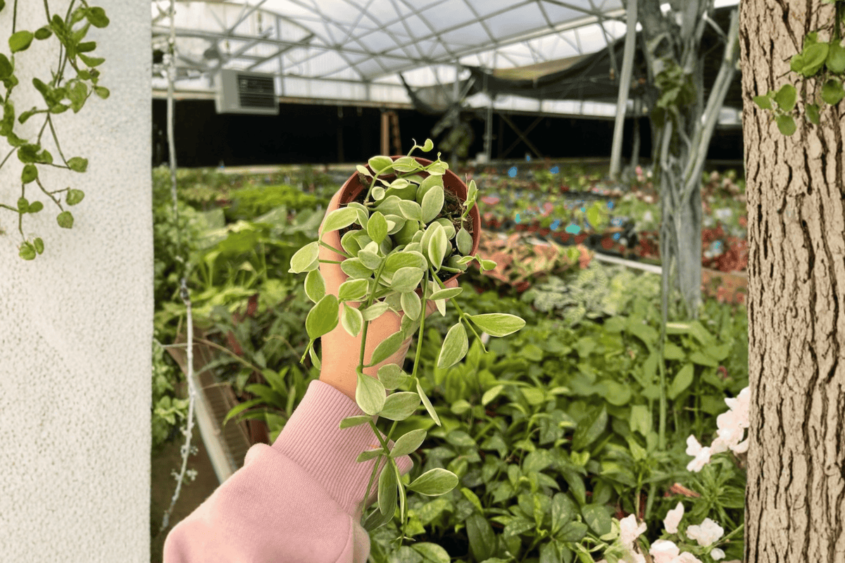 Variegated Dischidia Oiantha 2 Live Plants in 4-Inch Pots | Dischidia oiantha