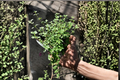 English Thyme - Thymus vulgaris Starter Plants (2) | Perennial Herb, Rooted