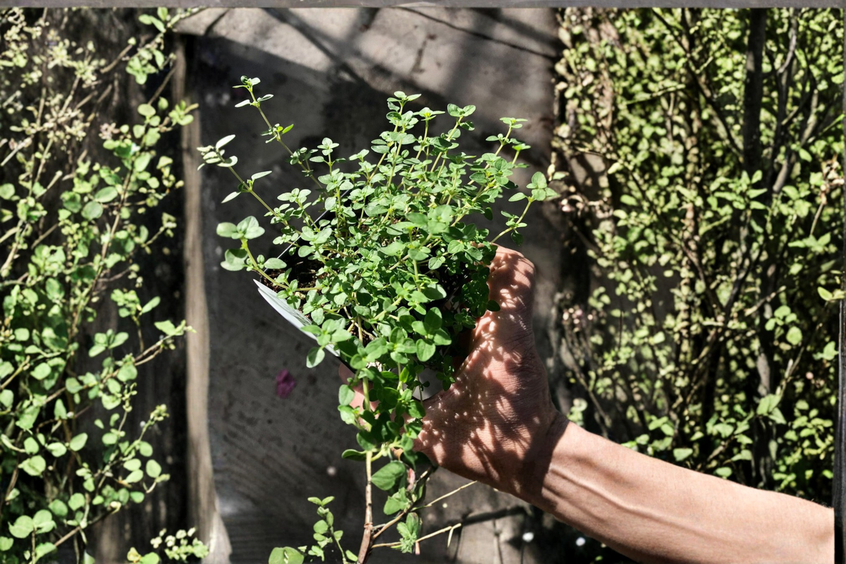 English Thyme - Thymus vulgaris Starter Plants (2) | Perennial Herb, Rooted