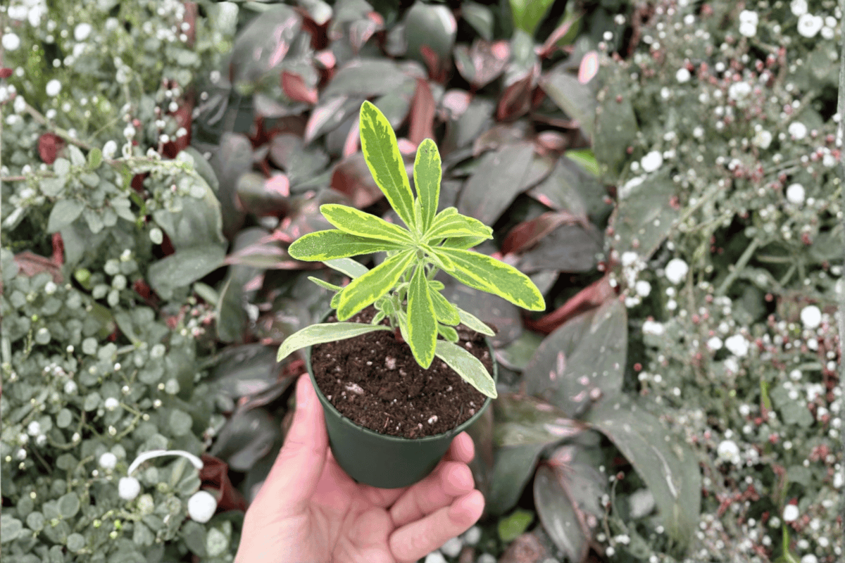 Euphorbia Ascot Rainbow Starter Plants (2) – Bare Root, 2-Inch Pots