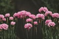 Dreameria Daydream Sea Thrift (Armeria pseudarmeria ‘Daydream’) 4-Inch Live Plant