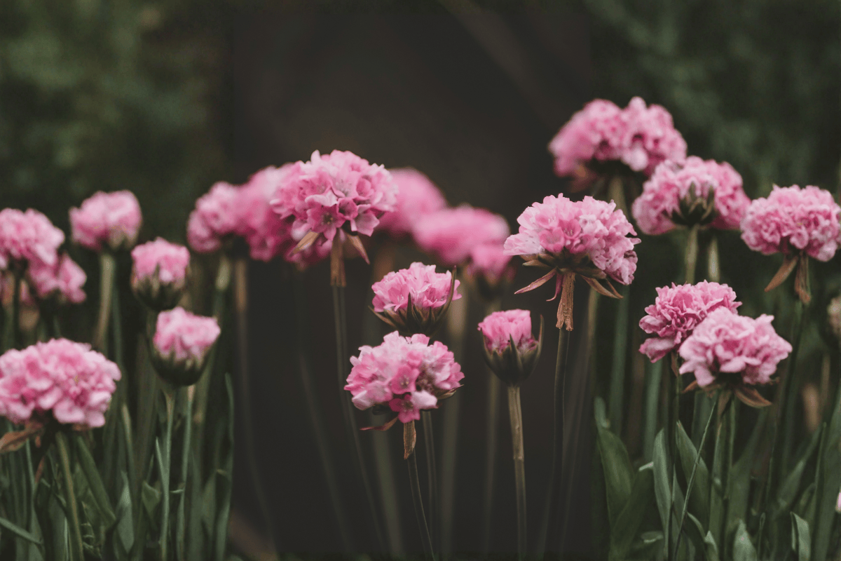 Dreameria Daydream Sea Thrift (Armeria pseudarmeria ‘Daydream’) 4-Inch Live Plant