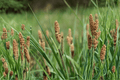 Chisai Clustered Field Sedge (Carex praegracilis ‘Chisai’) – 4-Inch Pot