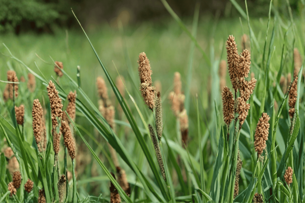 Chisai Clustered Field Sedge (Carex praegracilis ‘Chisai’) – 4-Inch Pot