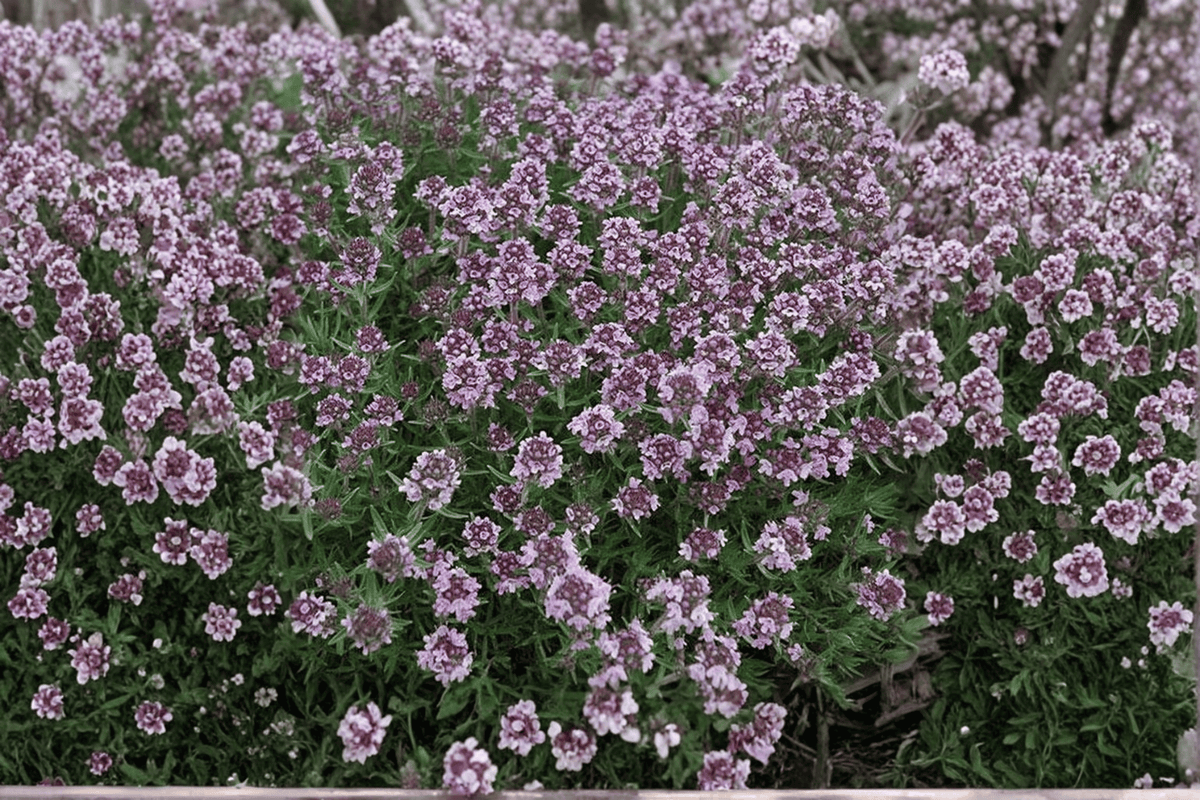 Spicy Orange Lemon Thyme Live Plant – 4-Inch Pot (Thymus × citriodorus 'Spicy Orange')