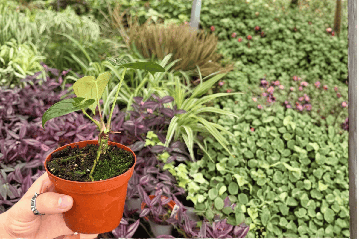 Anthurium Legend × Besseae - 2 Bare Root Live Plants, 4-Inch Pot Size (Exact Plants pictured)