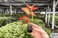 Begonia Brazilian Lady Starter Plants – 2 Exact Live Begonia ‘Brazilian Lady’